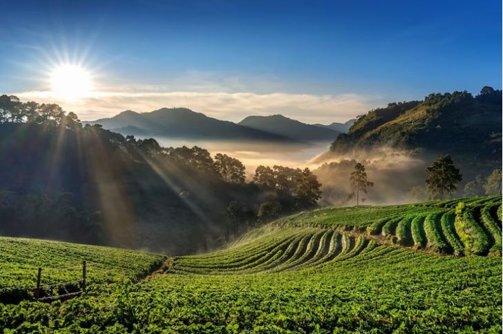 What Is Special About Tea From Darjeeling?
