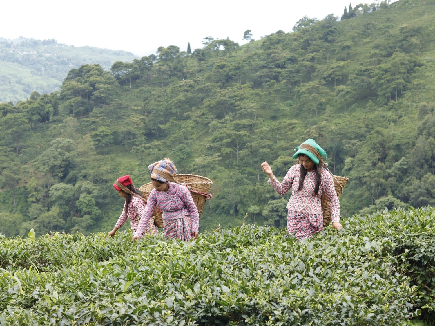 🌿 Second Flush 2025 Darjeeling Black Tea – The Champagne of Teas Returns!