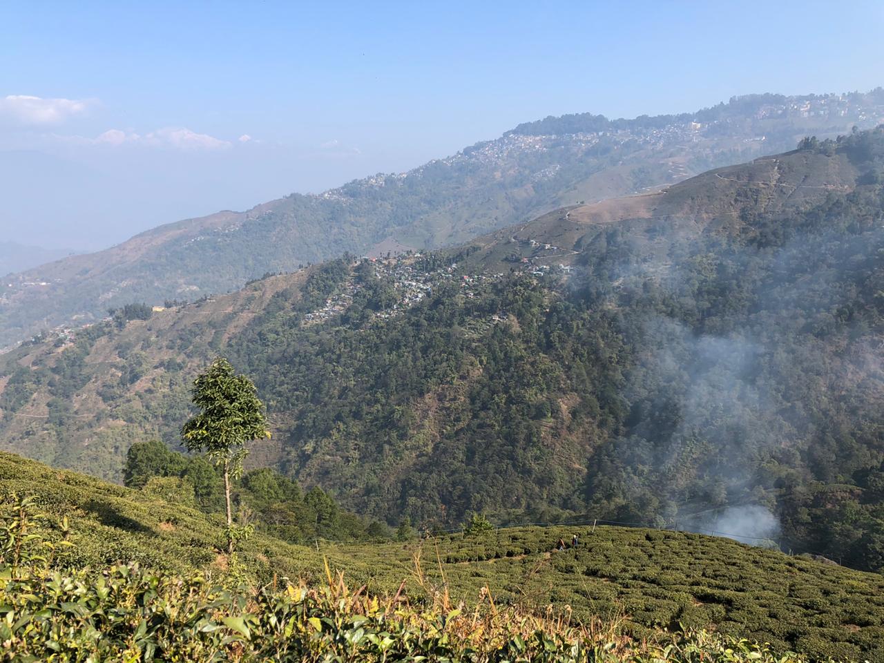 The GI Tag & Darjeeling Tea: Why It Matters More Than You Think