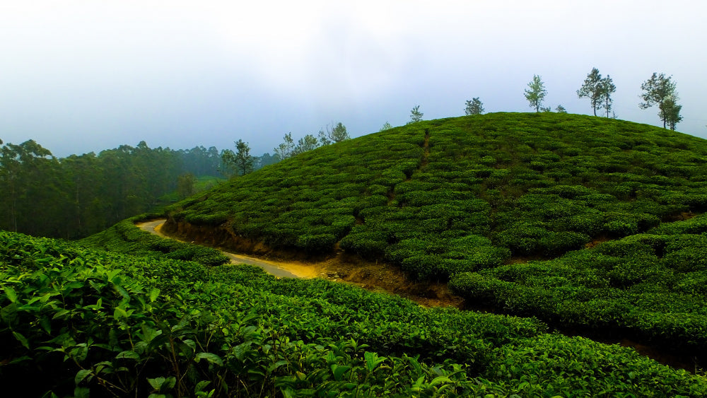 Why Darjeeling Tea is Famous: The Champagne of Teas