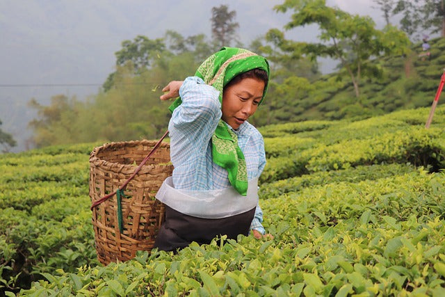 Discover the Magic of Darjeeling Tea Plantations: A Journey Through the Heart of Mayukh Tea