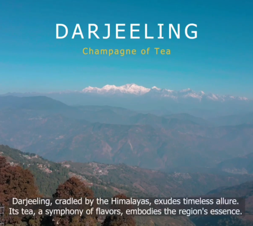 From Mountain Majesty to Your Cup: The Journey of Mayukh Darjeeling Tea
