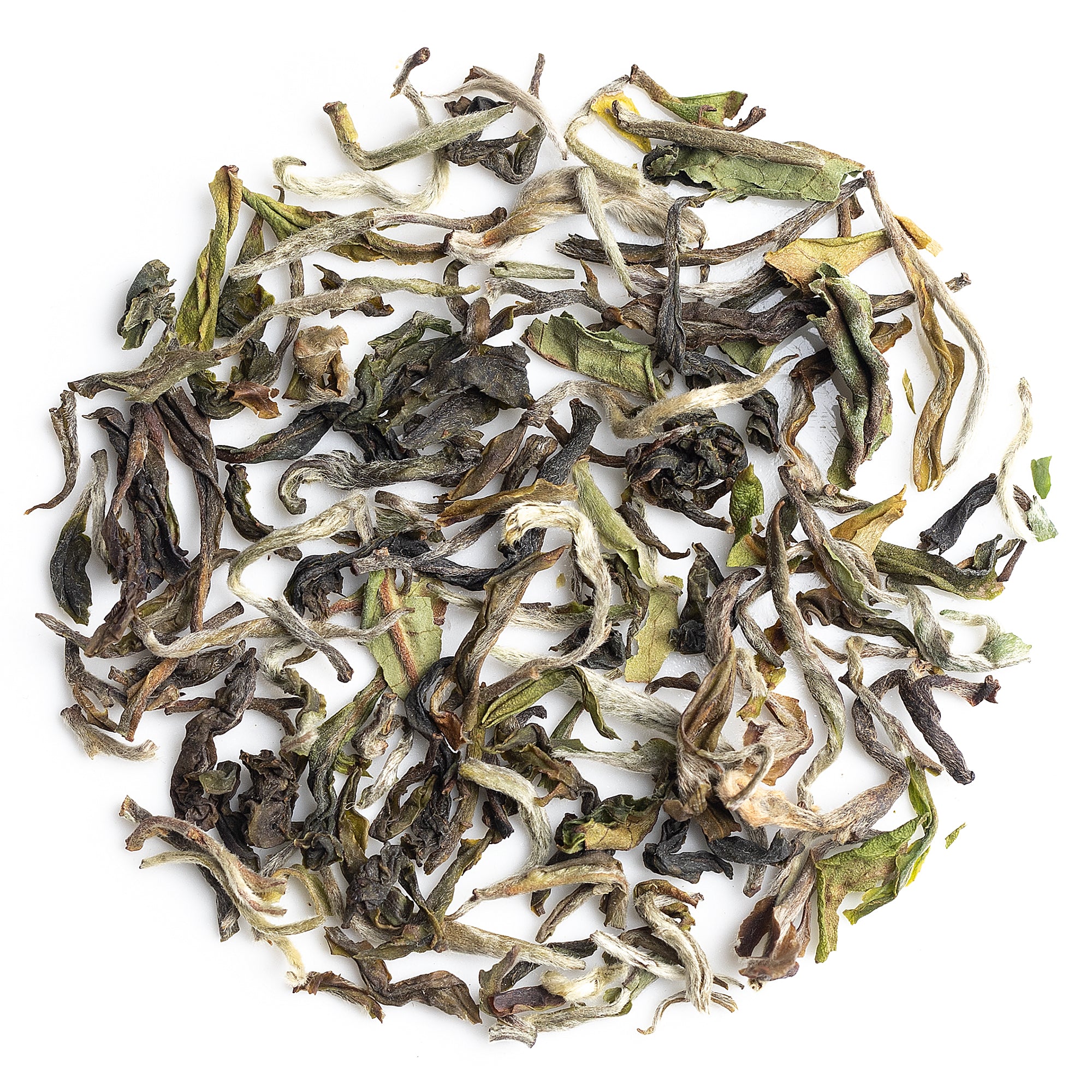 Pouring Poobong First Flush Darjeeling Black Tea 2025 into a cup, highlighting clarity and golden hue