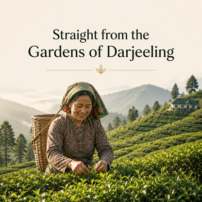 Premium Darjeeling White Tea
